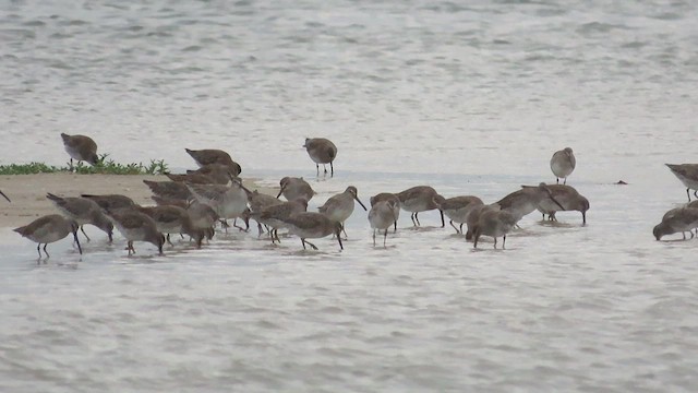 Short-billed Dowitcher - ML609437495