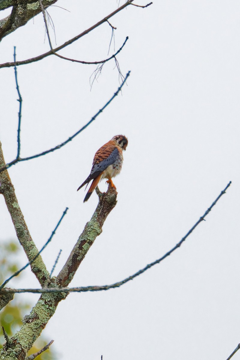 American Kestrel - ML609437533