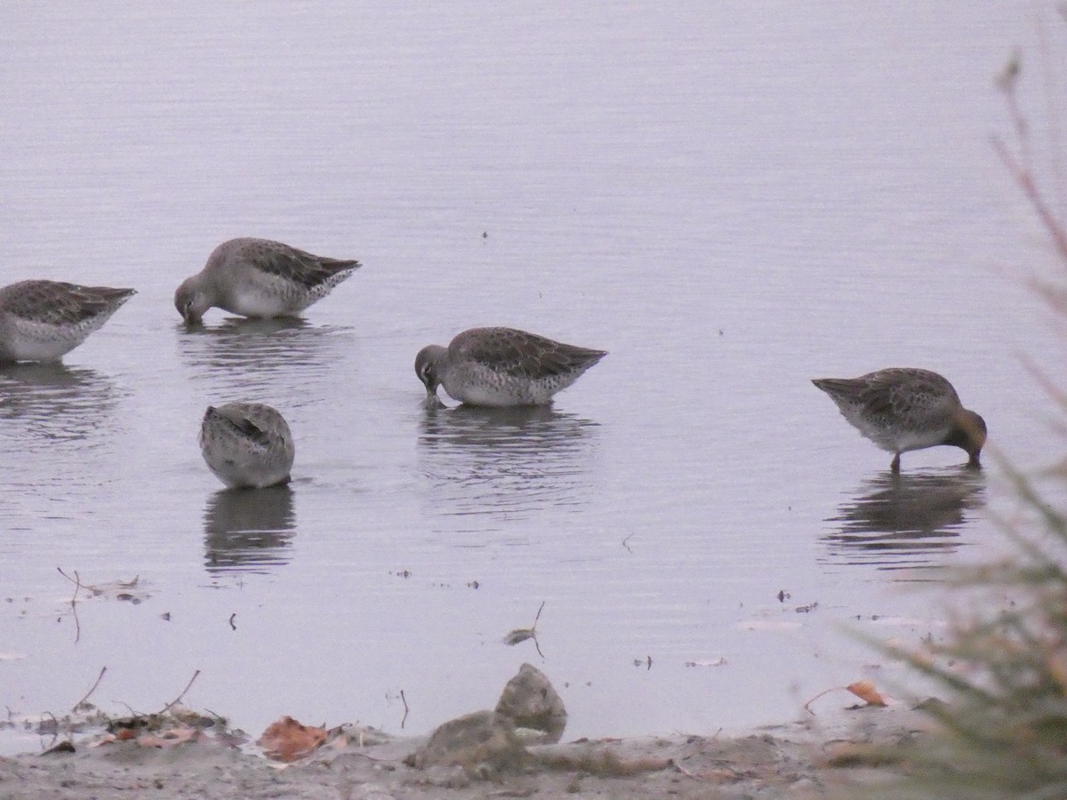 Long-billed Dowitcher - ML609437541