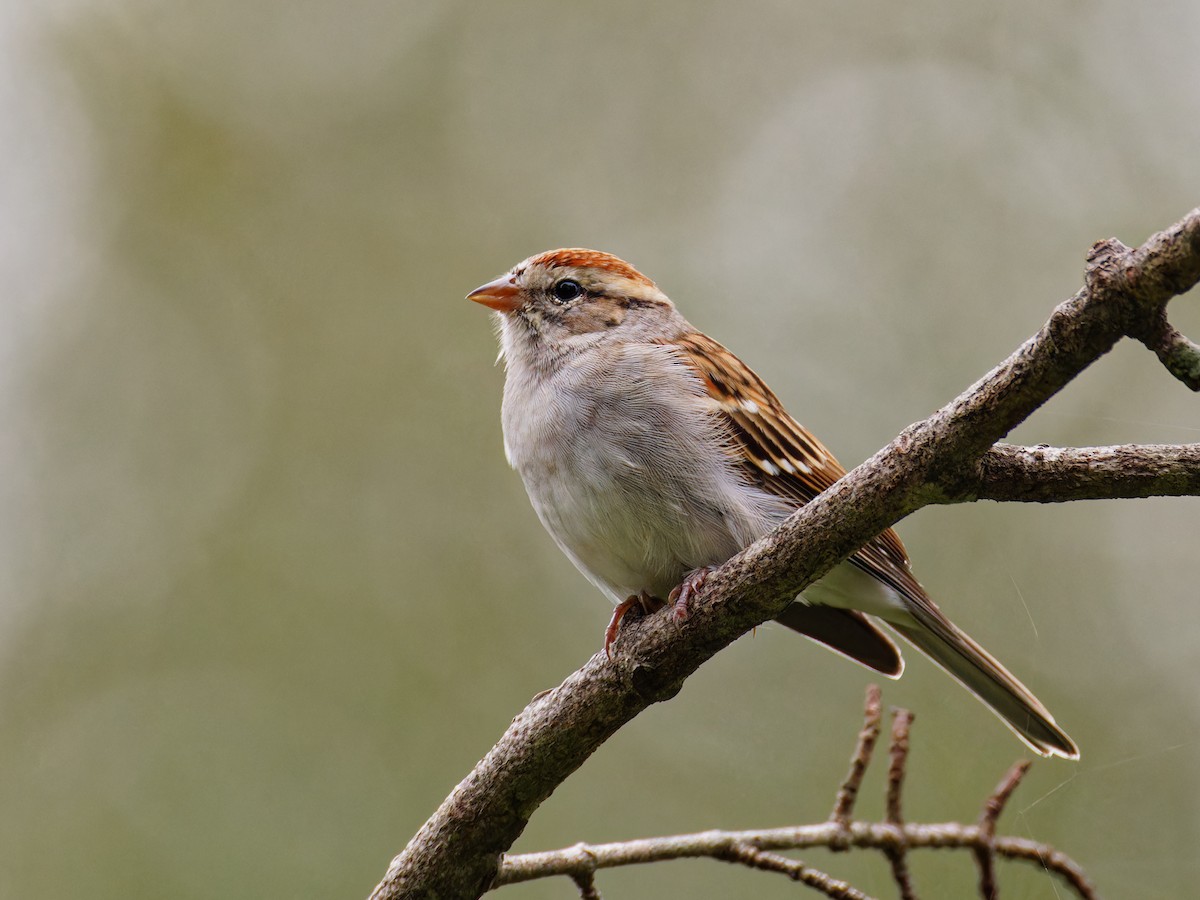 Chipping Sparrow - ML609437554