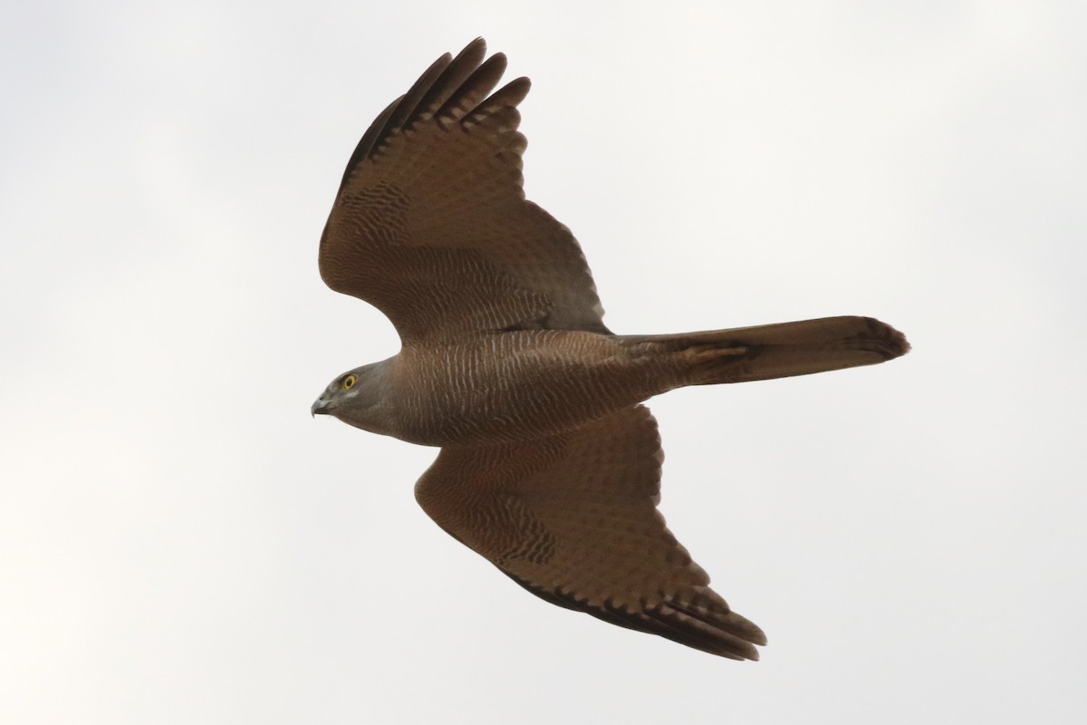 Brown Goshawk - ML609437648