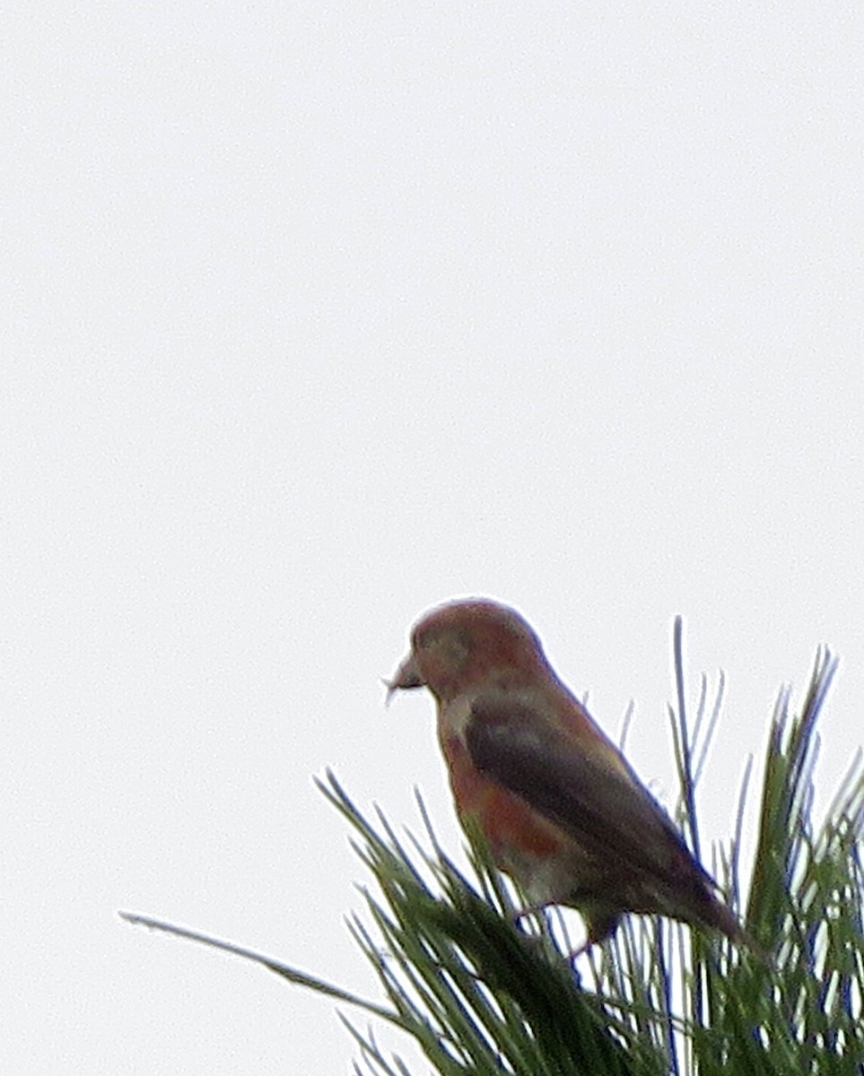 Red Crossbill - ML609437696