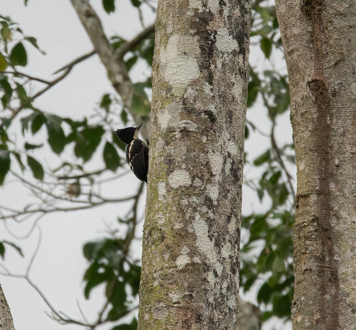 Heart-spotted Woodpecker - ML609437700