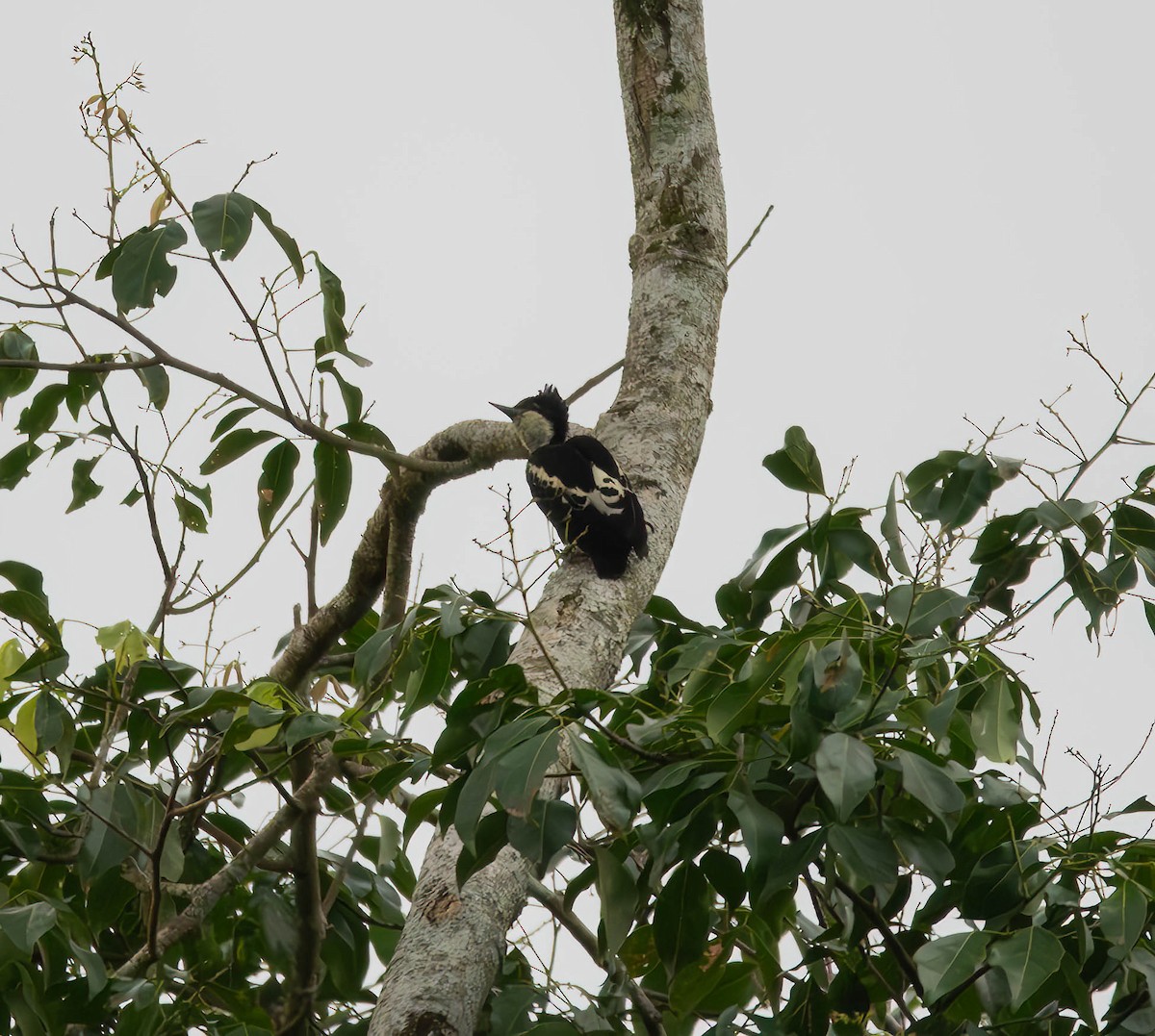 Heart-spotted Woodpecker - ML609437703