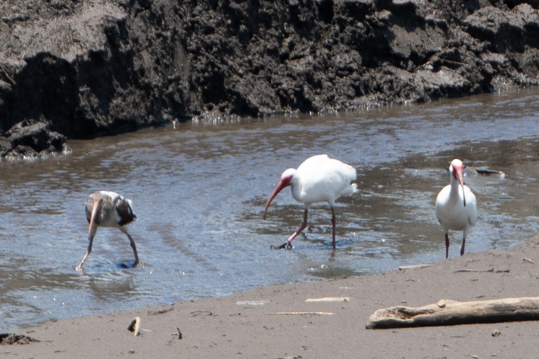 White Ibis - ML609437891