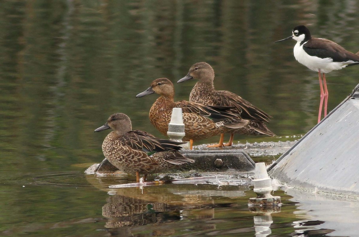 duck sp. - Sergio Gómez Villaverde