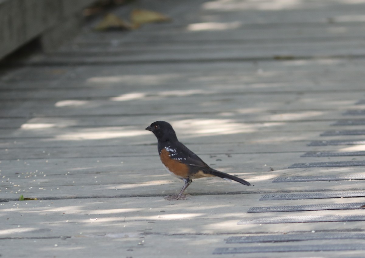Spotted Towhee - ML609437916