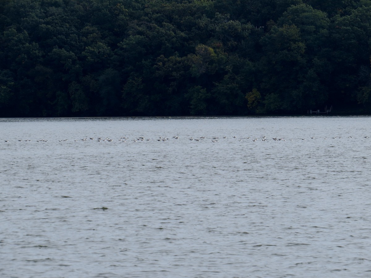 Franklin's Gull - ML609437975