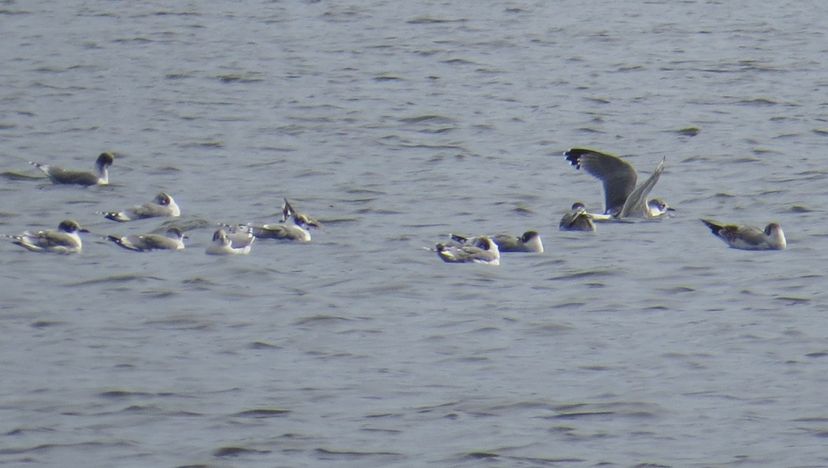 Franklin's Gull - ML609437979