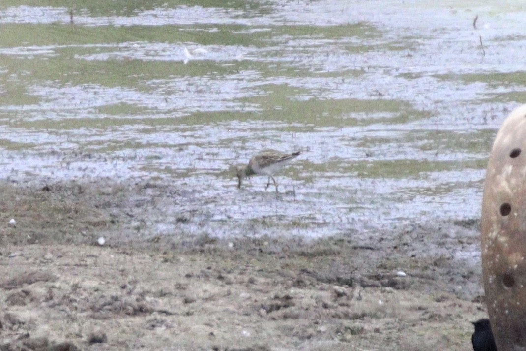 Pectoral Sandpiper - ML609438110