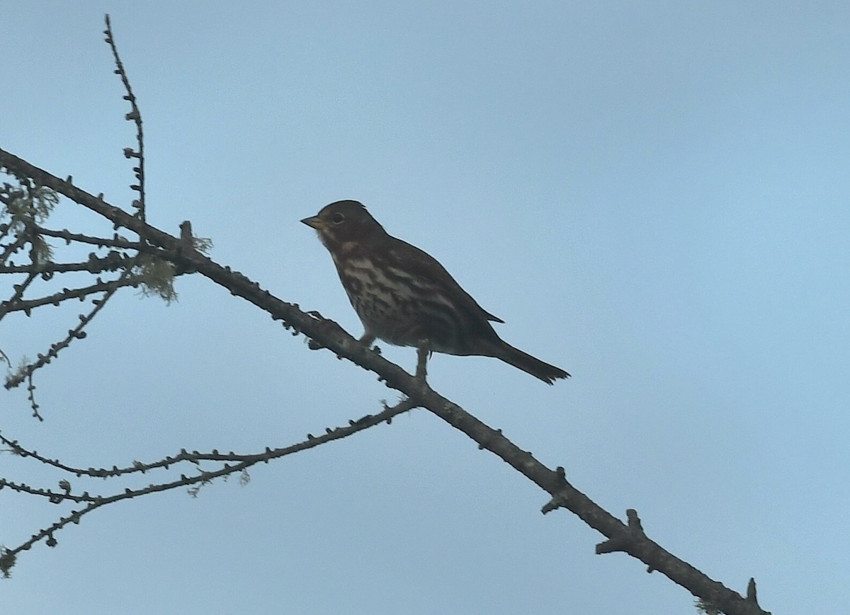 Fox Sparrow - ML609438152