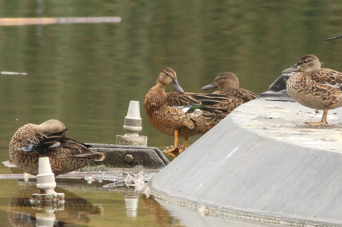 duck sp. - Sergio Gómez Villaverde