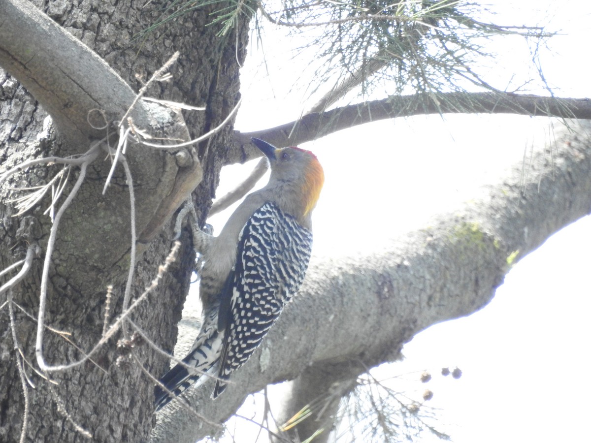 Golden-fronted Woodpecker - ML609438353