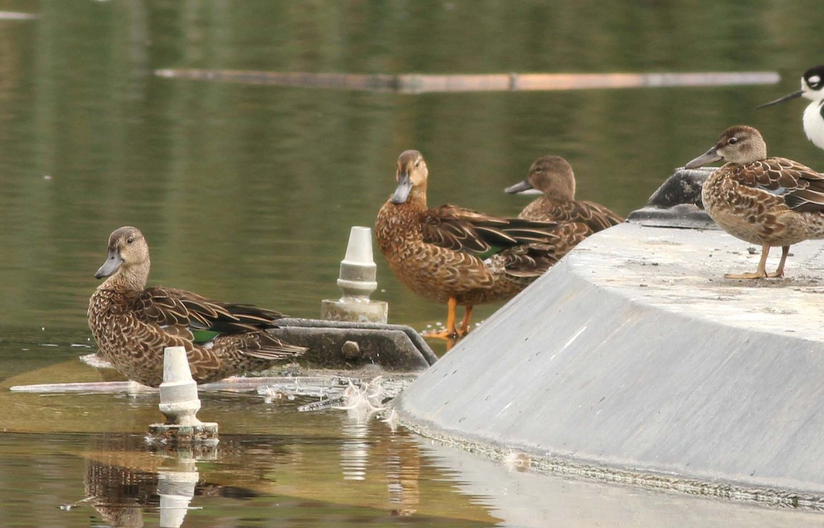 anatidé sp. (canard sp.) - ML609438380