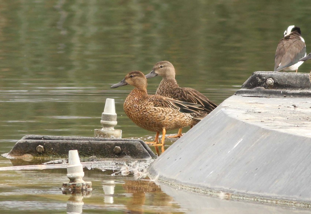 anatidé sp. (canard sp.) - ML609438390