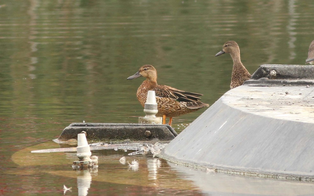 duck sp. - Sergio Gómez Villaverde