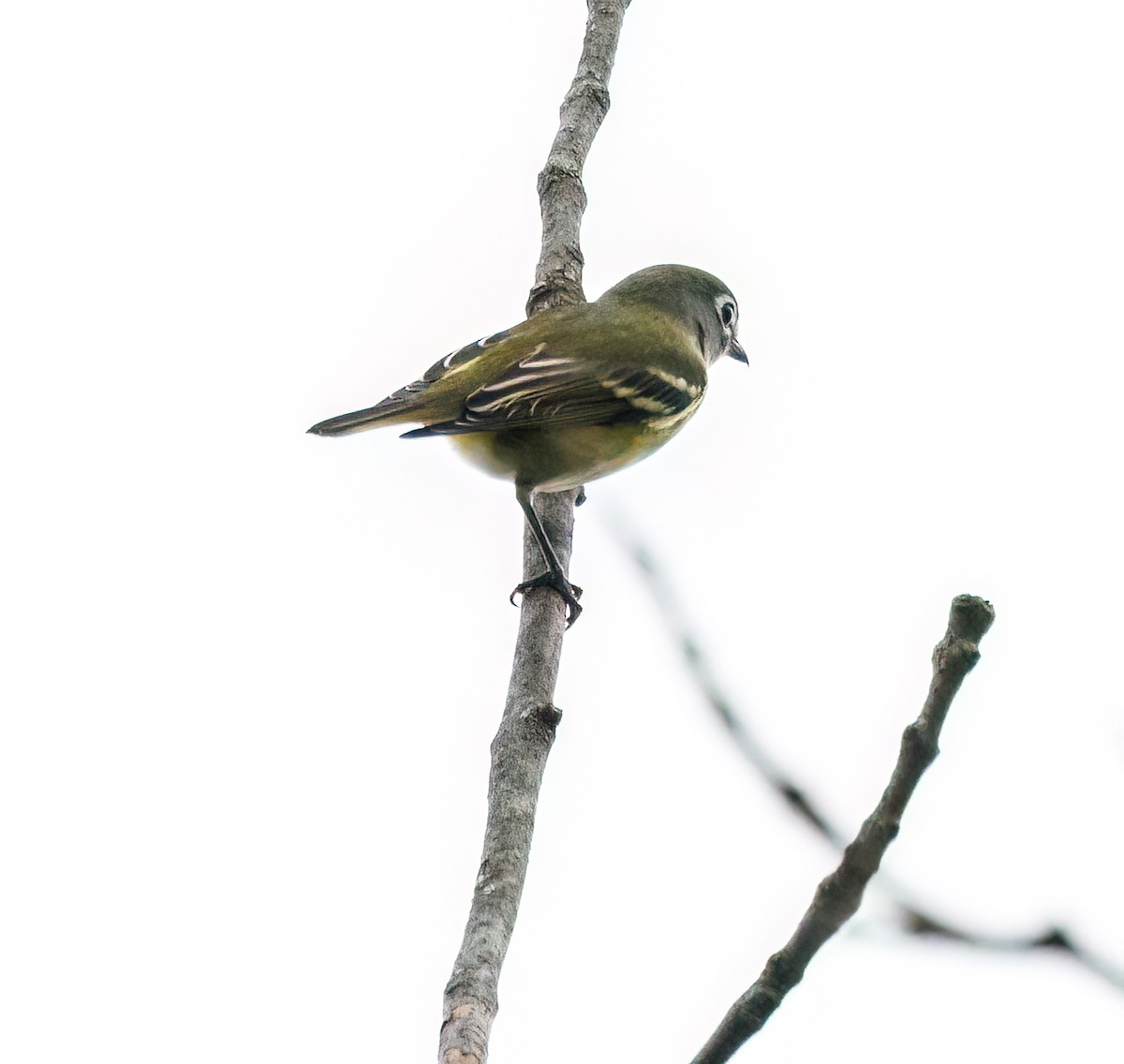 Blue-headed Vireo - ML609438412