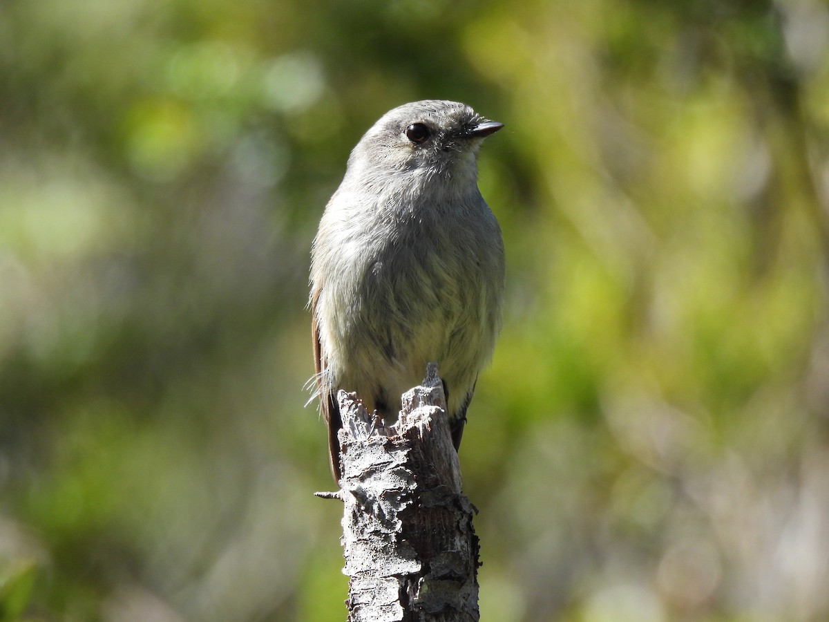 Patagonian Tyrant - ML609438494