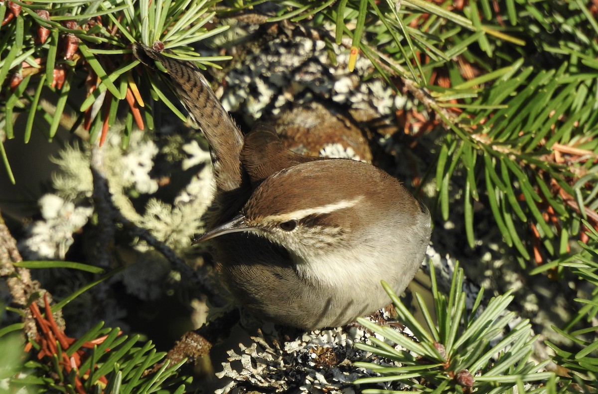 Bewick's Wren - ML609438557