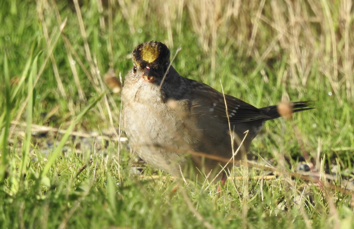 Golden-crowned Sparrow - ML609438580