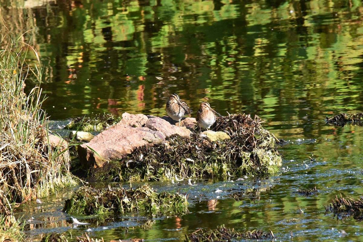 Wilson's Snipe - ML609438624