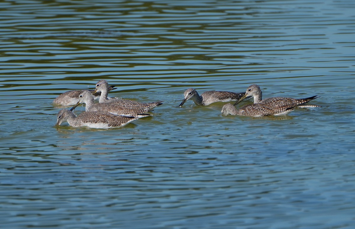 Greater Yellowlegs - ML609438673