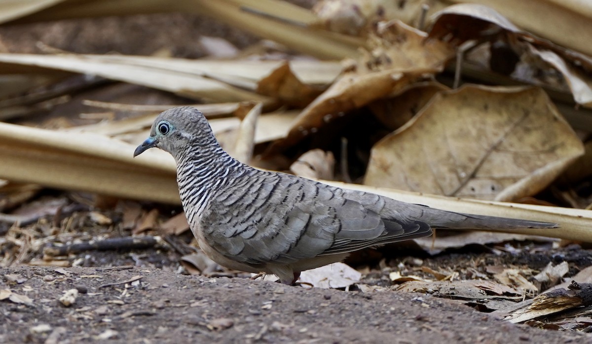 Peaceful Dove - Guy Pardey