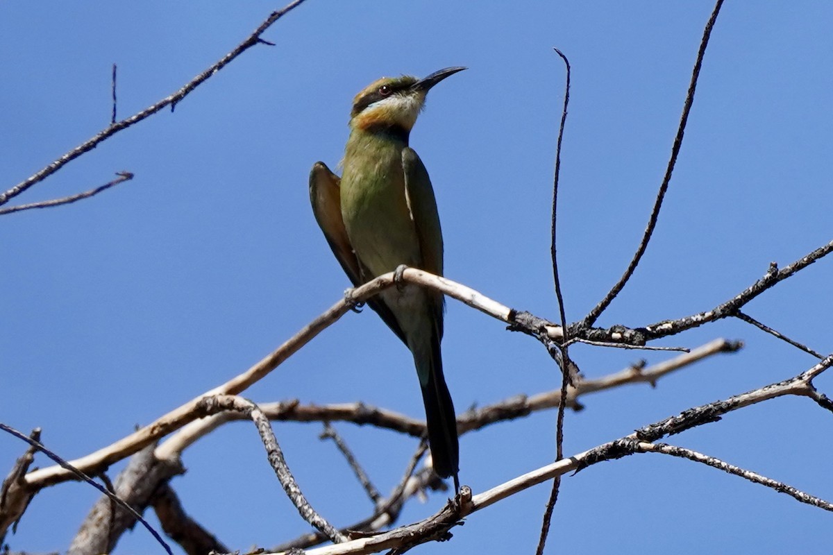 Rainbow Bee-eater - ML609438727
