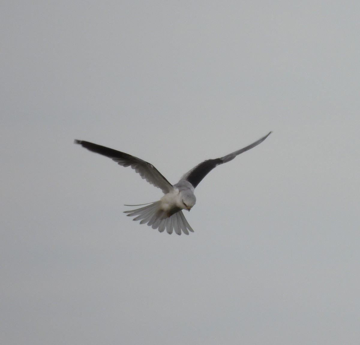 White-tailed Kite - Roddy Jara Yáñez