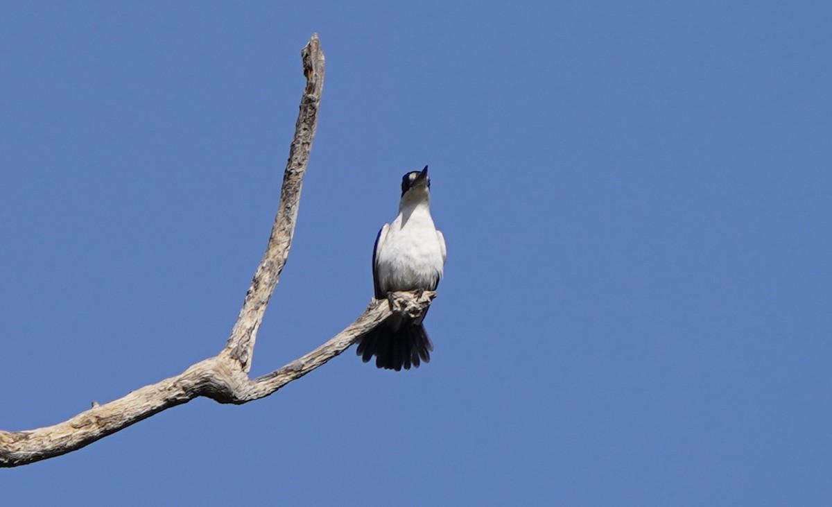 Forest Kingfisher - ML609438824