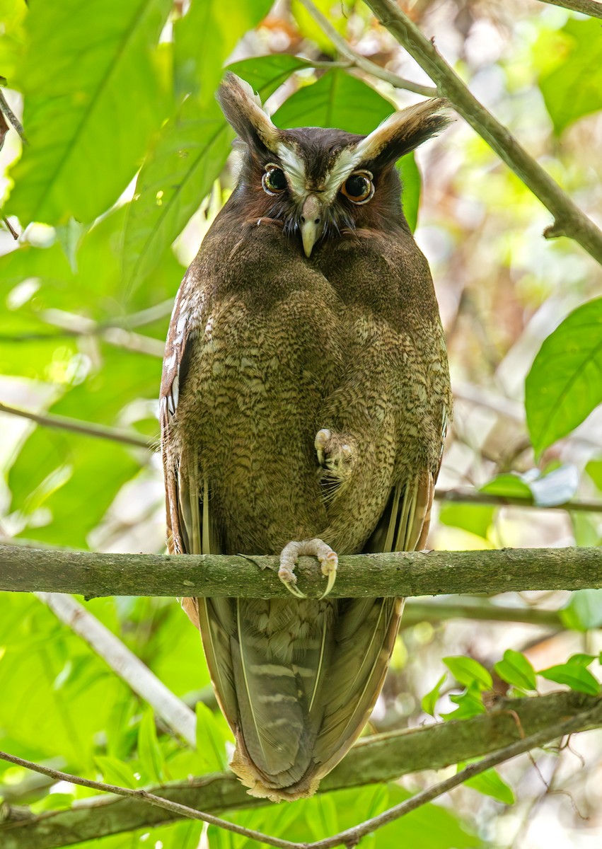 Crested Owl - ML609438856