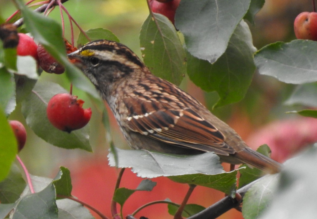 White-throated Sparrow - ML609438873