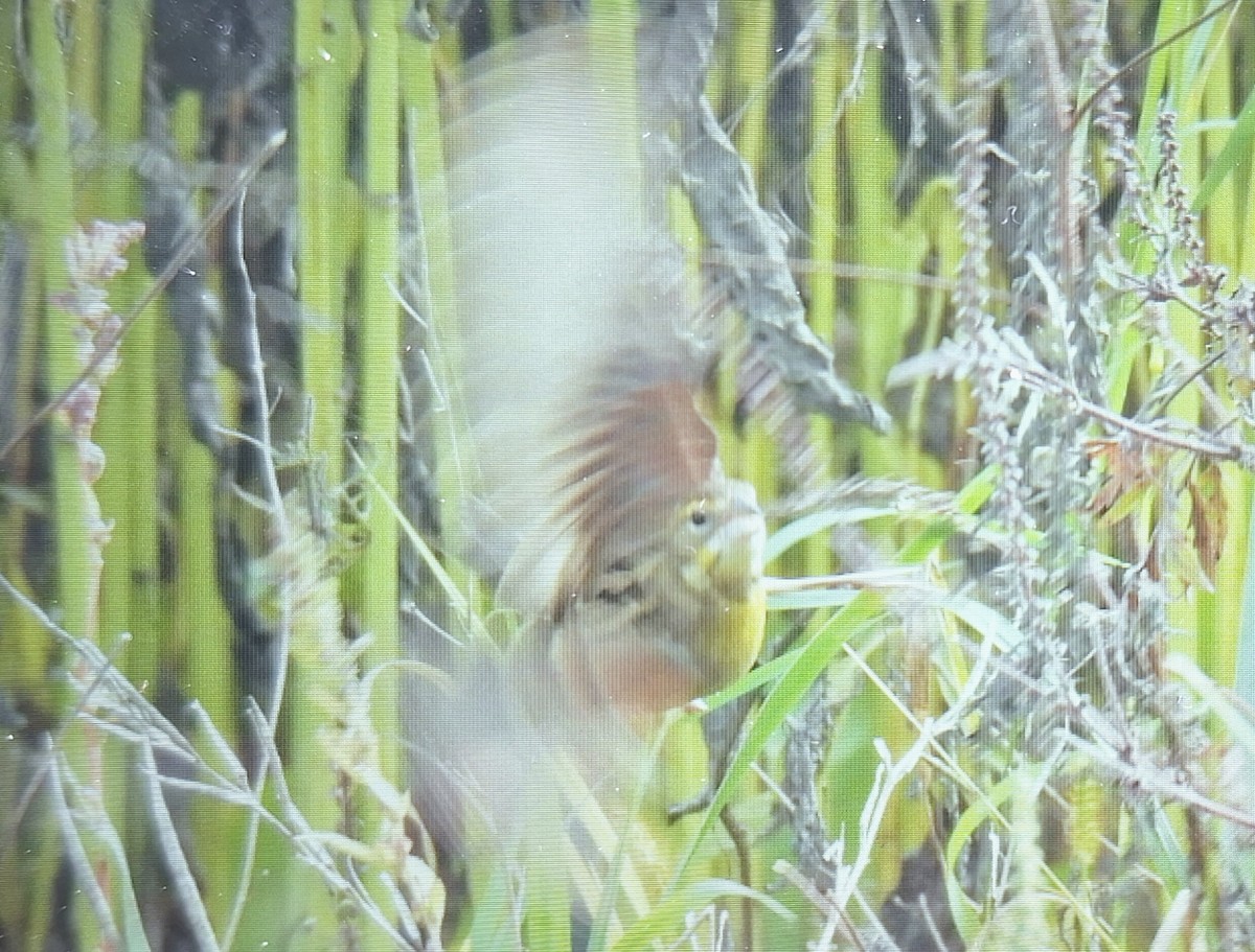 Dickcissel - ML609438922