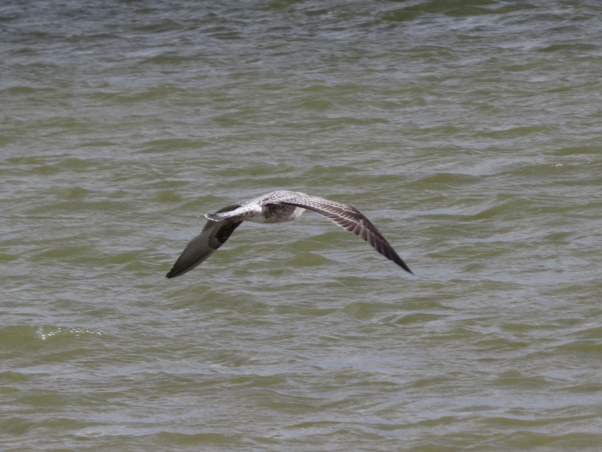 Lesser Black-backed Gull - ML609439060