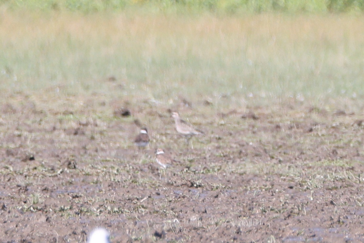 American Golden-Plover - ML609439105