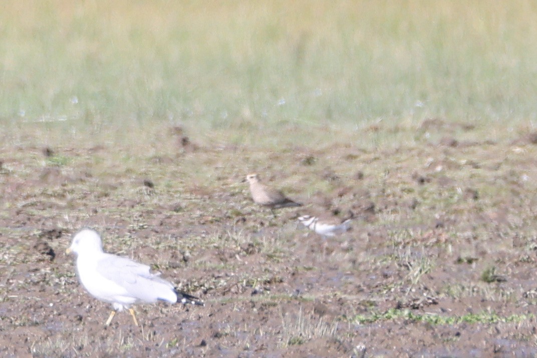 American Golden-Plover - ML609439106