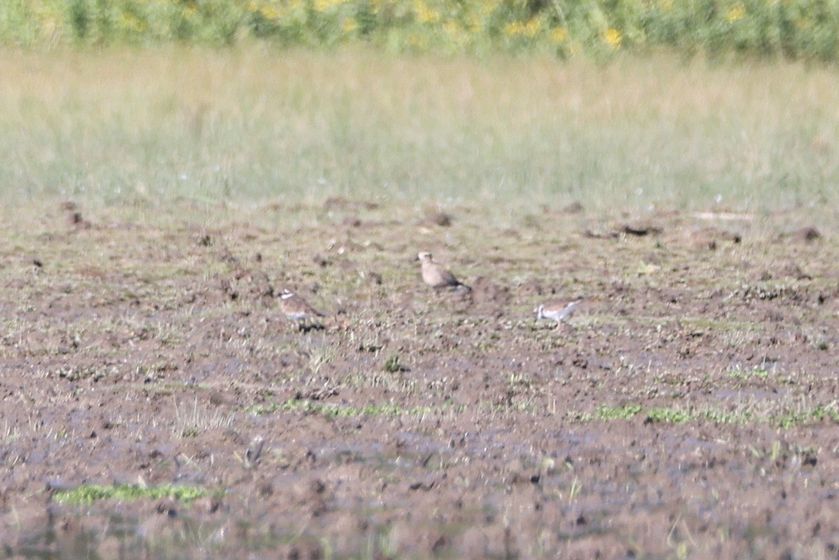 American Golden-Plover - ML609439107