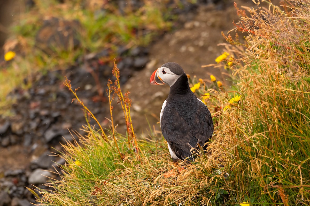 Atlantic Puffin - Darryl Ryan