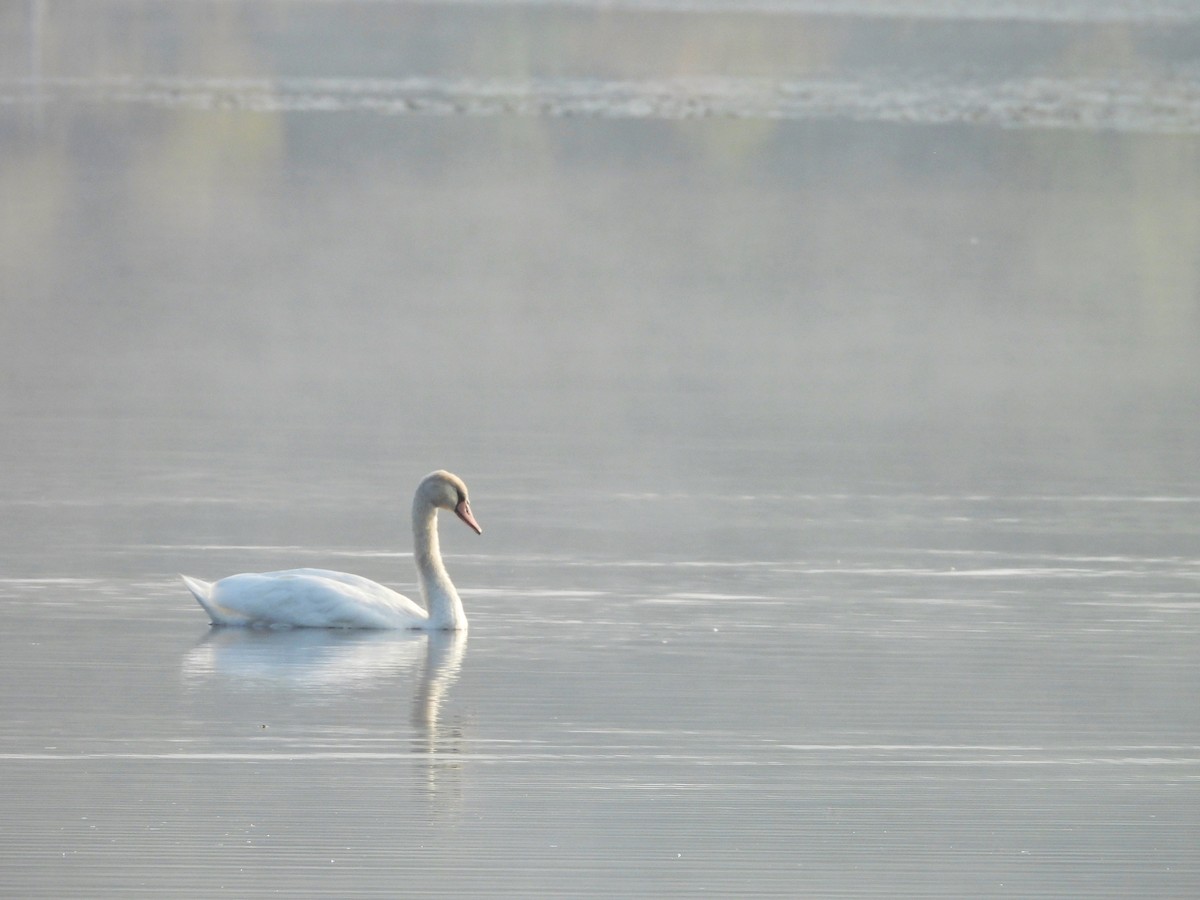 Cygne tuberculé - ML609439213