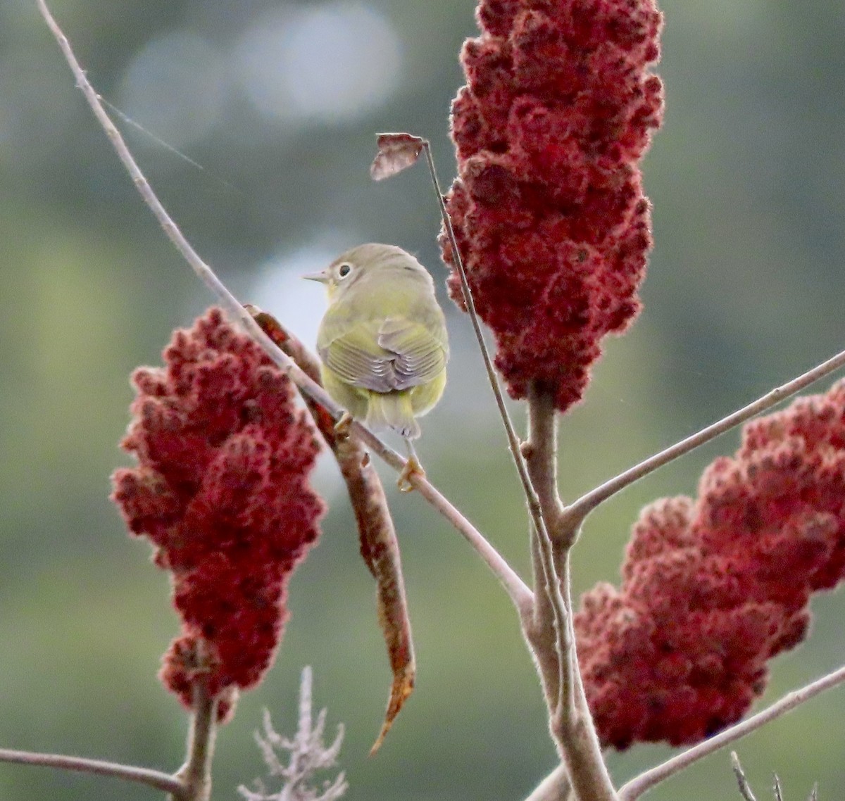 Nashville Warbler - ML609439230