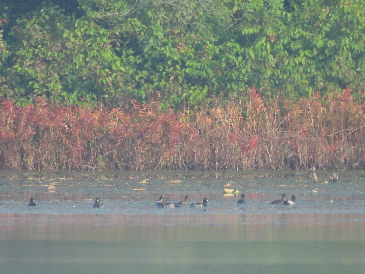 Ring-necked Duck - ML609439232