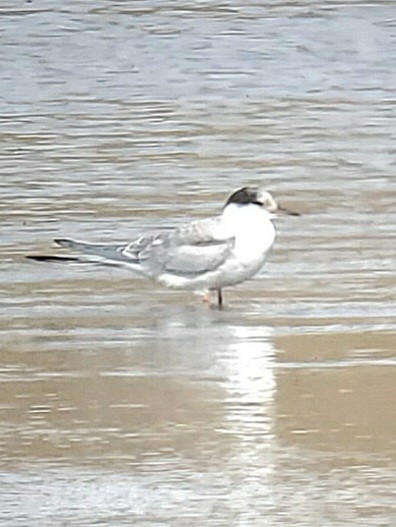 Common Tern - ML609439240