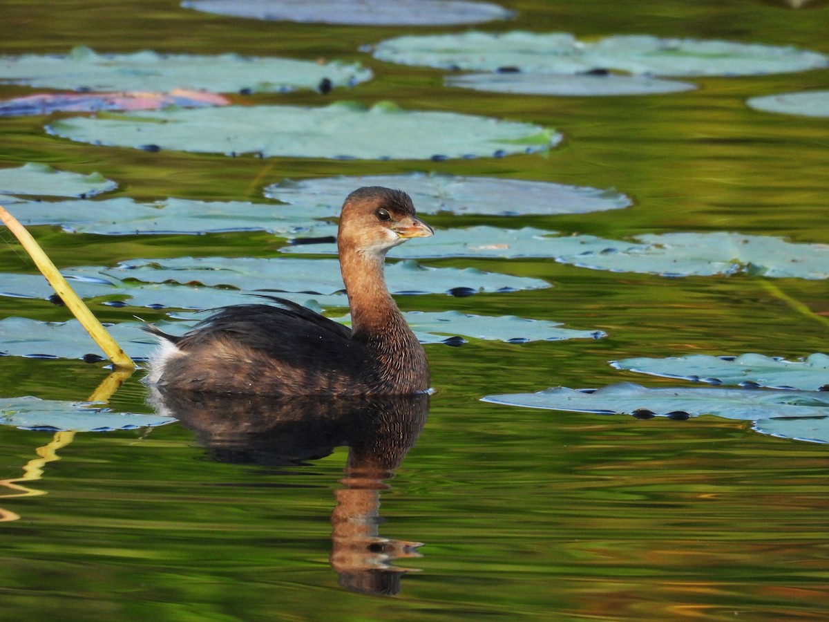 Pied-billed Grebe - ML609439241