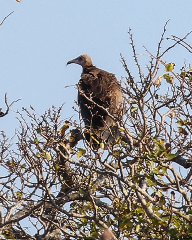 Hooded Vulture - ML609439279