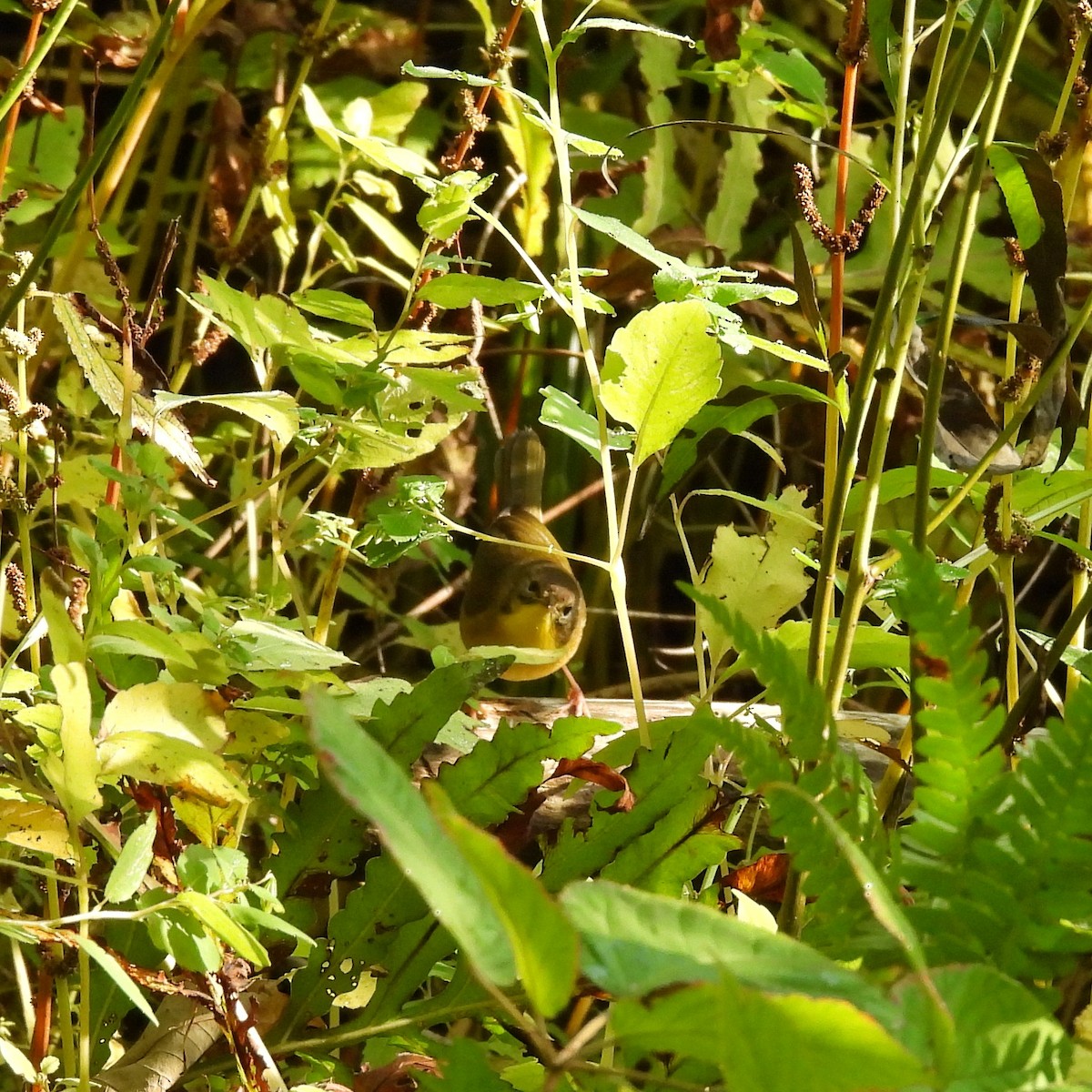 Paruline masquée - ML609439313