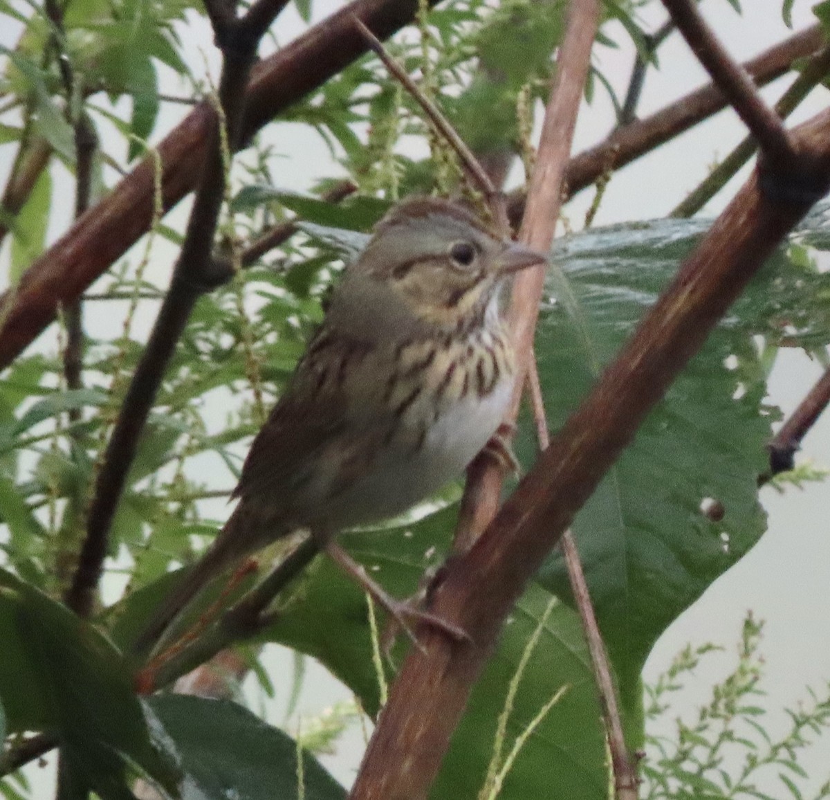 Lincoln's Sparrow - ML609439314