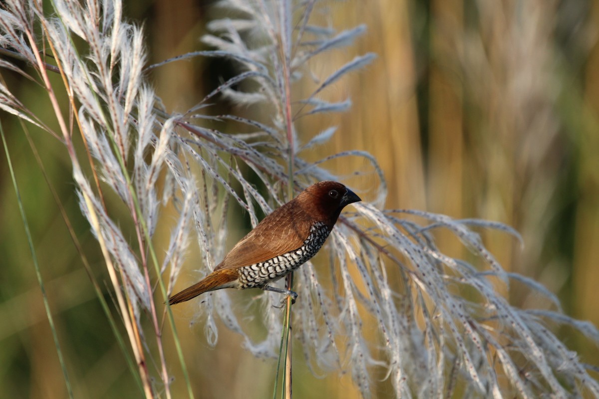 Scaly-breasted Munia - ML609439330