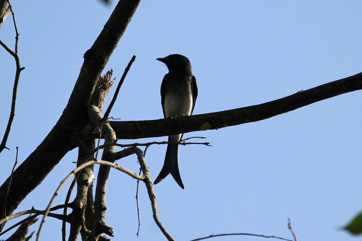 Drongo à ventre blanc - ML609439369