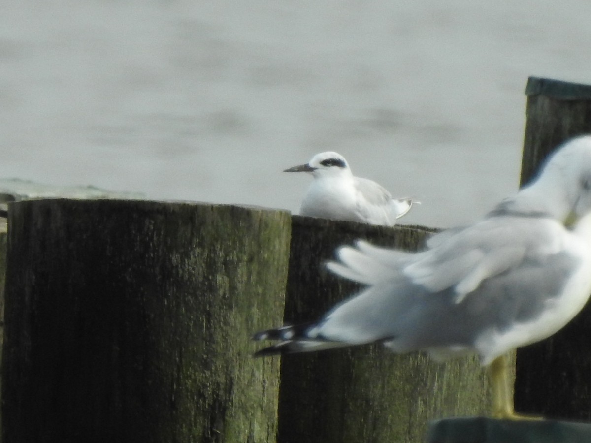 Forster's Tern - ML609439412