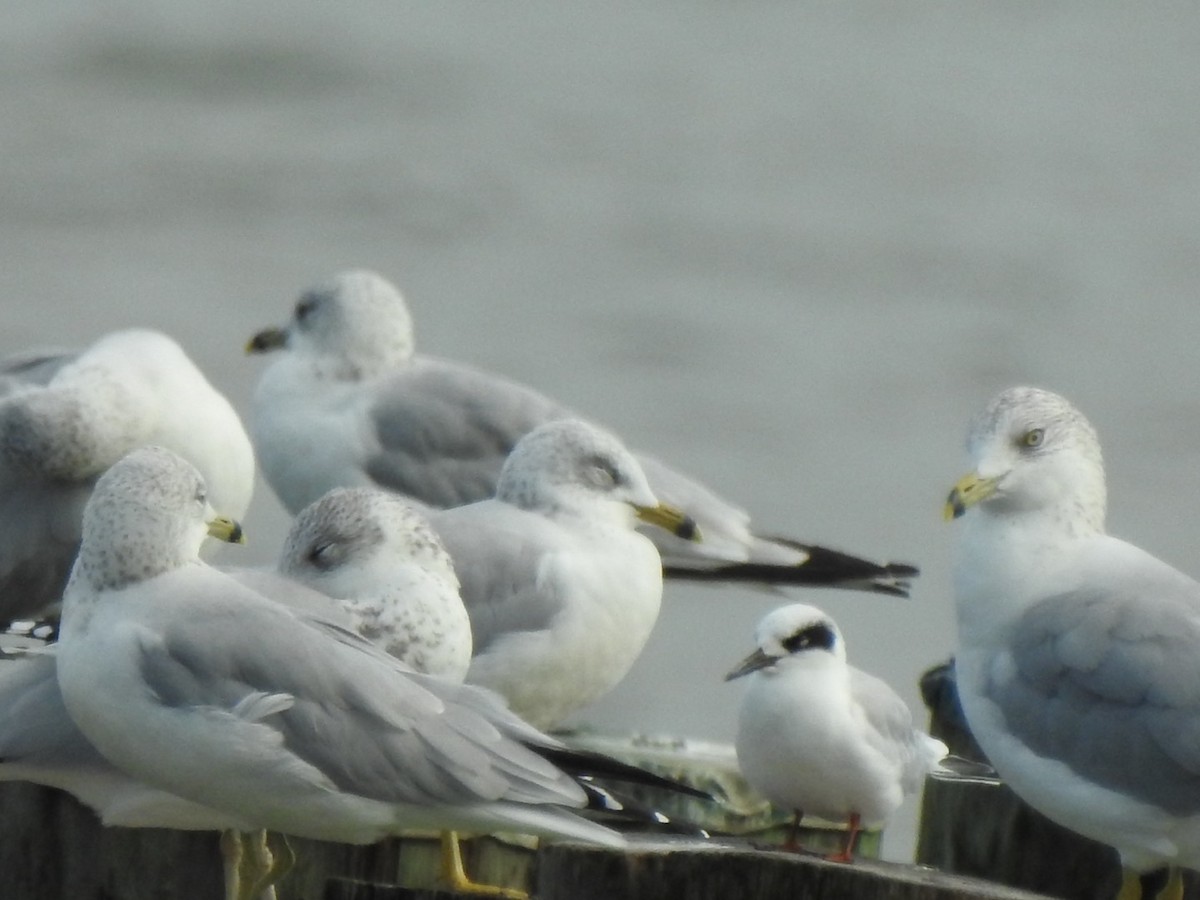 Forster's Tern - ML609439414